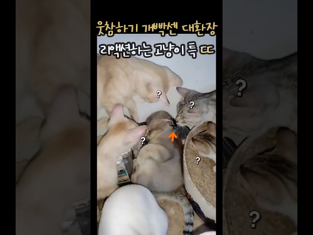 웃음참기 개빡센 대환장 리액션하는 고양이 특 ㄷㄷ