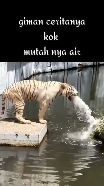 kok bisa muntah air #hewanpeliharaan #harimaumalaya