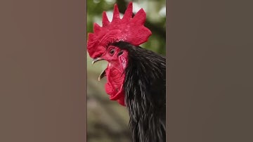 Thumbnail of Rooster Crowing | Morning Rooster Crowing | Rooster Sound