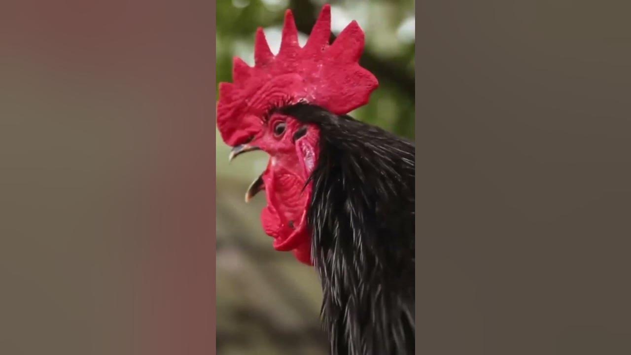 Rooster Crowing | Morning Rooster Crowing | Rooster Sound