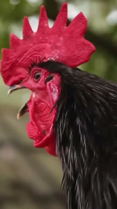 Rooster Crowing | Morning Rooster Crowing | Rooster Sound