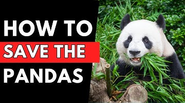 How We Can Save Pandas from Extinction Before It