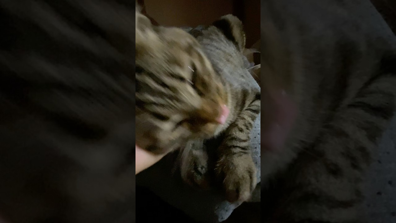 本日の5時トラジ。トラジも撮る人も寝ぼけております。 #猫 #cat #寝起き #shorts