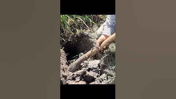 Cách Bắt Một Con Rắn Độc Quá Chuyên Nghiệp Của Ông Bảy