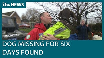 Search and rescue dog lost for six days over Christmas has been found | ITV News
