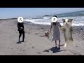 結婚式の撮影ではしゃぐ彼女があまりにも猫ミームすぎました