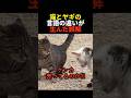 猫とヤギの言語の違いが生んだ誤解