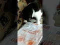 В память о Кисоньке-Ли'соньке😢