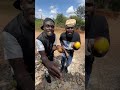 Iyanii Featuring Mwanaa Vijana Barubaru Kifo Cha Mende Parody Blackie Ft Ladavi Iyanii Featuring Mwanaa Vijana Barubaru Kifo Cha Mende Parody Blackie Ft Ladavi