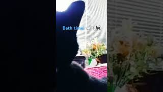 Clean Kitties (cute cat video)