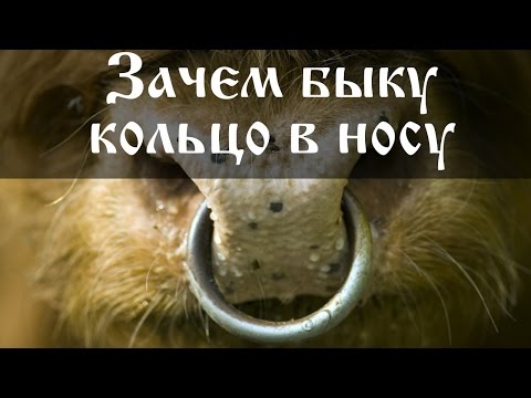 Зачем быку кольцо в носу