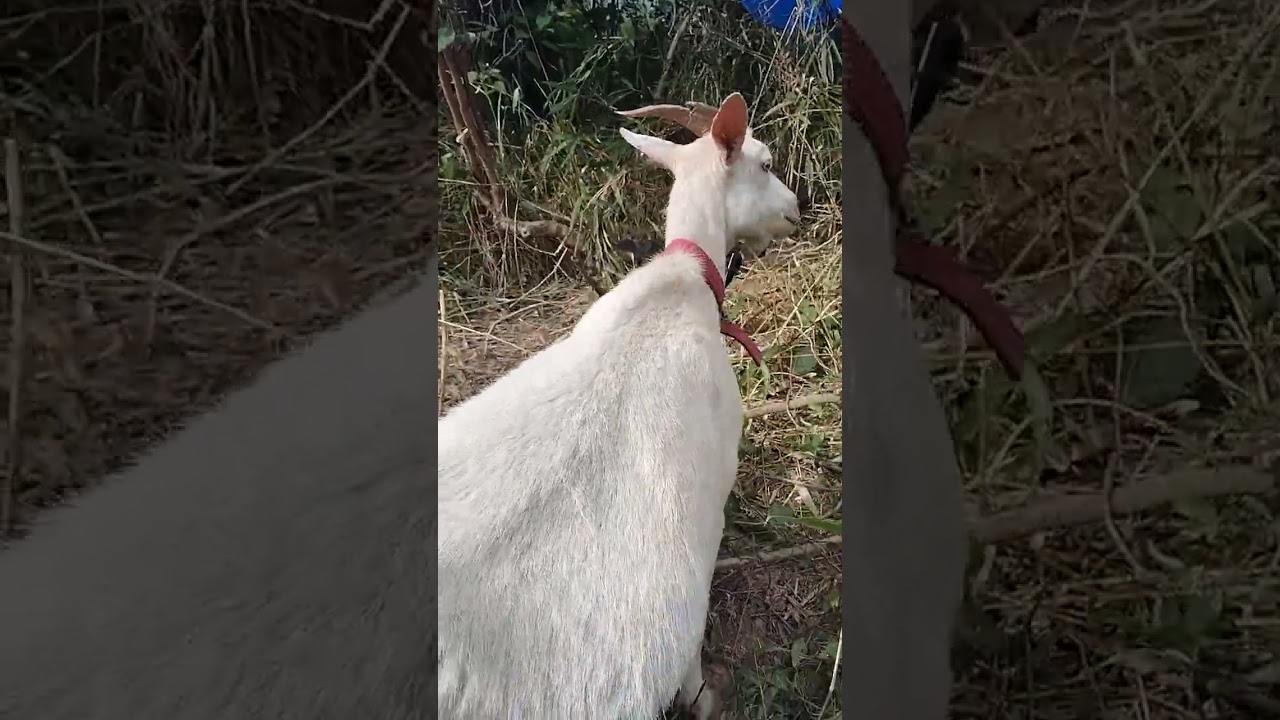 やぎさん🐐 - YouTube