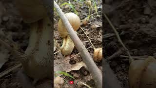 Snail Pace 2