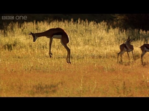Jumping for Joy - Africa - Episode 4 Preview - BBC
