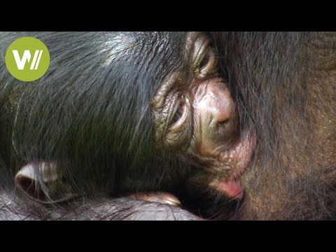 Video: Wie lange ist ein Affe schwanger?