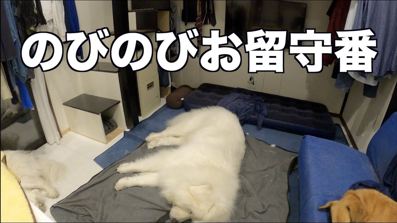 3頭の留守番の様子 MIX犬 グレートピレニーズ