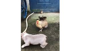 Chicken VS Dog Fight  Funny Dog Fight Videos Funny video shorts