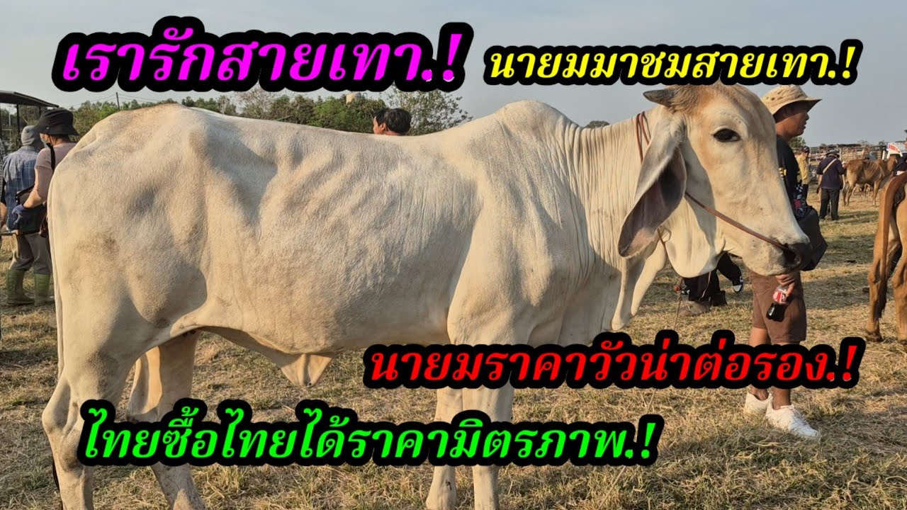 ราคาวัววันนี้ เปิดราคาวัวล่าสุดวันนี้ สำรวจราคาวัวตลาดนัด#เปิดราคาวัวงามน่าซื้อ#ซื้อขายวัวน่าเลี้ยง 