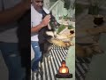 🐕➡️💆‍♂️