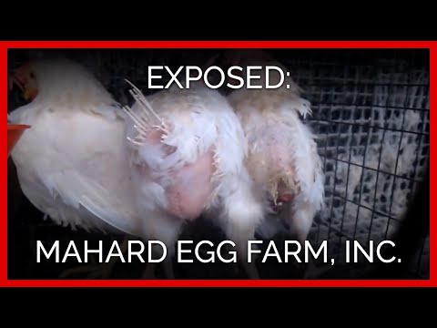 Inside Mahard Egg Farm, Inc.: A PETA Eyewitness Investigation