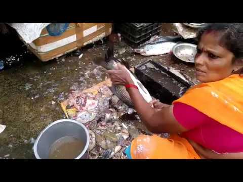 Fish Cutting by a Woman | Indian Fish Markets | How to Cut the Fish | Street Food Zone