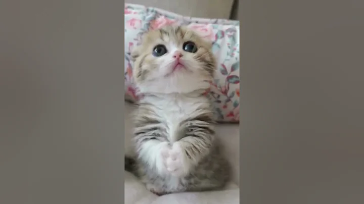 Watch the video about Sphynx-Family - #funnycats #cutecats #cat