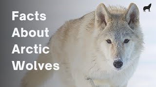 20 Awesome Facts About Arctic Wolves  Arctic Wolf Facts!