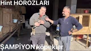 Hasan Gülün Kangallari Güvercin Ve Hi̇nt Horozları Çiftlikte Yok Yok