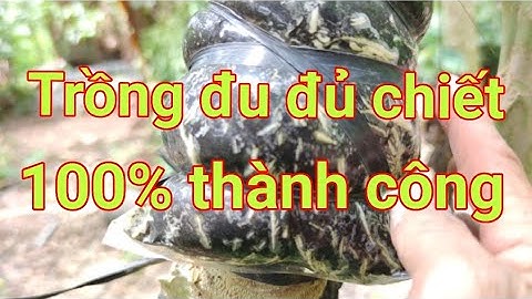 BÍ QUYẾT: trồng đu đủ chiết cành thành công 100% | #chietcanhdudu #caydudu #papaya