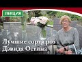 Лекция от известного коллекционера роз, Людмилы Гладких:  Лучшие сорта роз Дэвида Остина