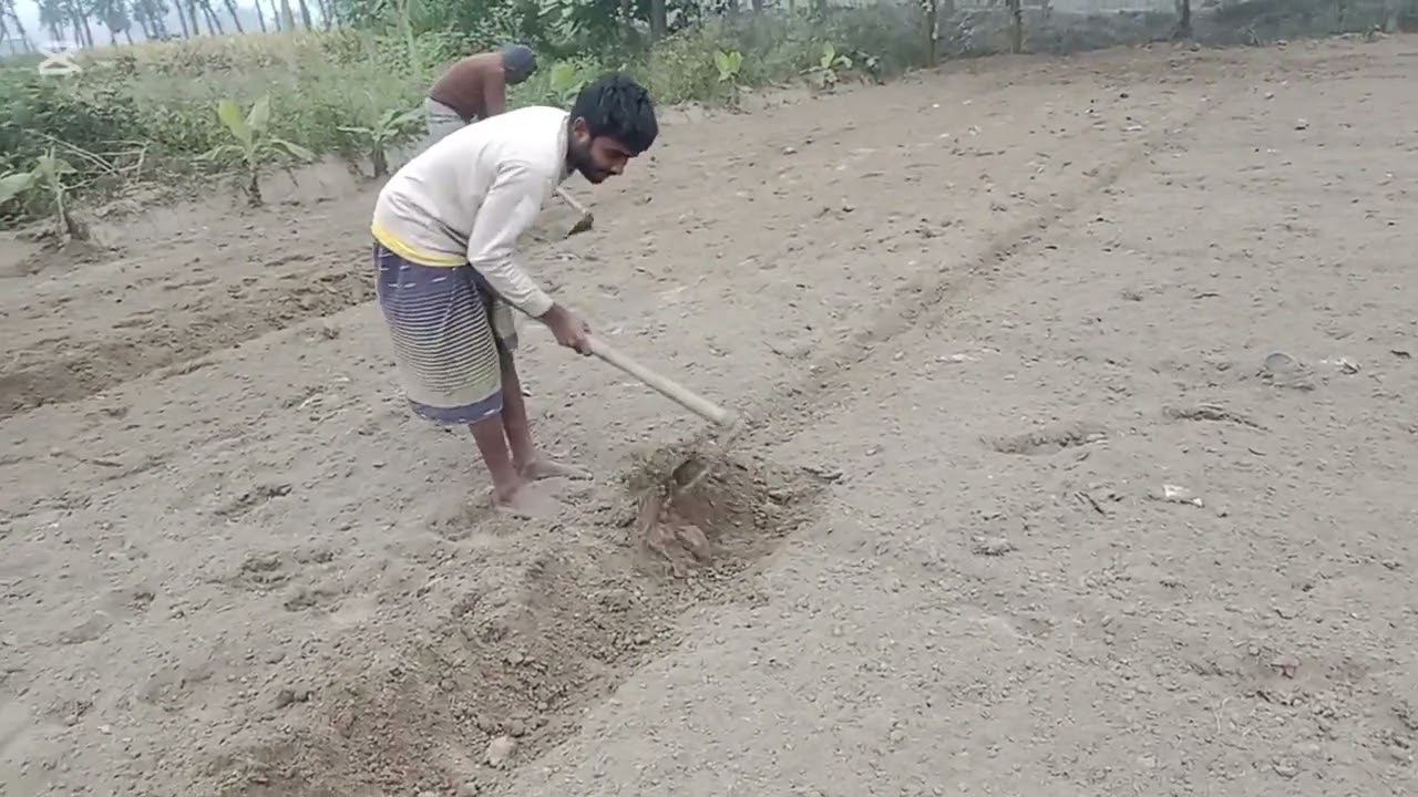 আমাদের শাকের জমির পানি দেওয়ার জন্য ড্রেন করা হচ্ছে 