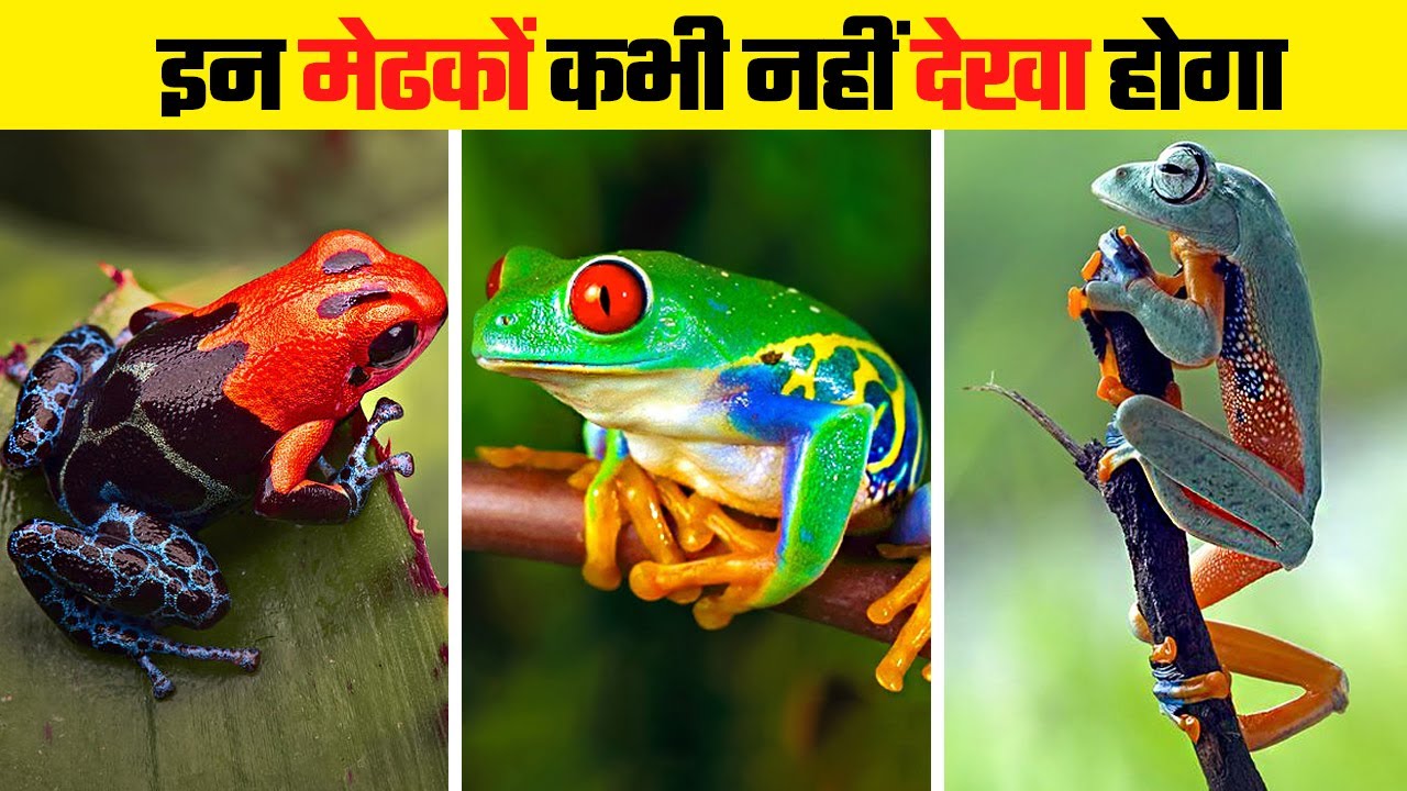 दुनिया के सबसे खूबसूरत मेंढक | Most Beautiful and Colorful Frogs - YouTube