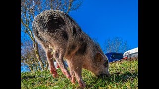 Adorable Floating Butt Pigs: Millie The Spider Pig