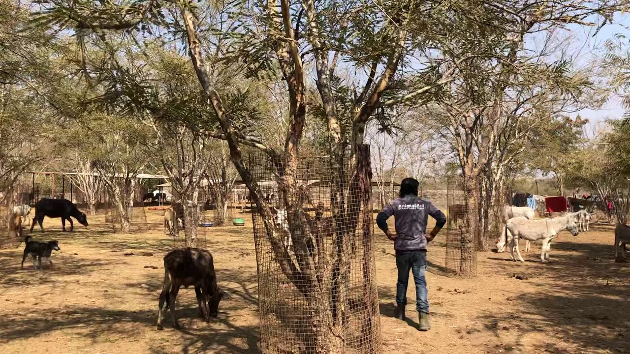Animal Aid India - The Sanctuary