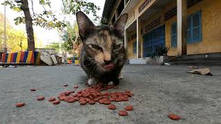 Cat are happy to have food by The Gohan And Cats 714 views 2 weeks ago 4 minutes, 25 seconds