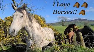 I Love Horses!! 🙏🙂❤️☘️🐴🐎🐴🐎☘️❤️🐴🐎☘️❤️🐴🐎☘️❤️🐴🐴❤️❤️