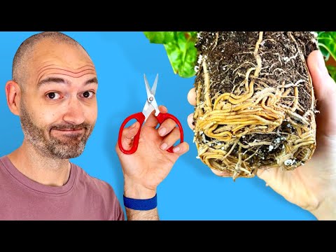 Video: Snoei van struik- en boomwortels – wanneer is die beste tyd om wortels te snoei
