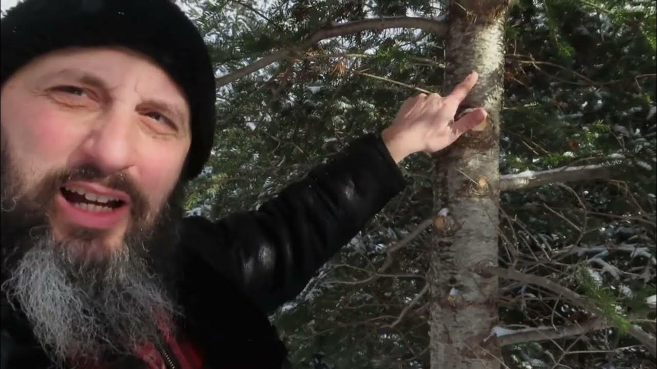 What Is The Real Origin Of The Christmas Tree YouTube