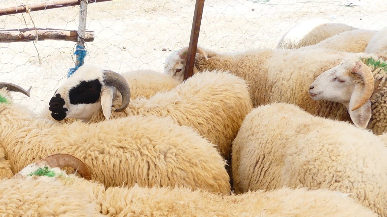 نتشرف بيها كلمة سارح ، لمحة على اسعار العلوش مع فلاح تاجروين ...#2025 #تونس #ترند #ثمن #news #عيد