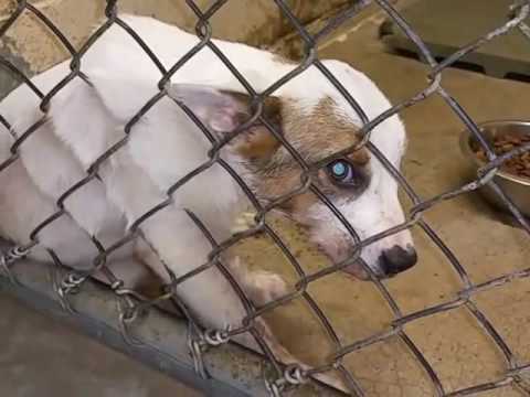 sick-puppy-at-animal-shelter-euthanized