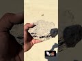 Ocotillo wells, California 🐚 Shell Reef 🪸 📍 Ocotillo Wells📞 760-310-0671