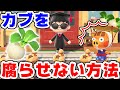 【あつ森】カブが1週間経っても腐らない方法があるらしい!!!【あつまれどうぶつの森】【ぱぐさん】