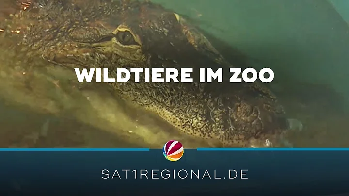 Exotische Wildtiere in deutschen Zirkussen bald verboten?