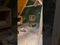 4.Advent- Zeit zum Anpaaren in der Einzelbox  …..