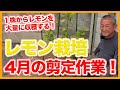 家庭菜園やガーデニングのレモン栽培は1株から大量収穫!4月の剪定作業とレモンの育て方を徹底解説!【農家直伝】Lemon cultivation that can be done at home.