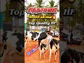 சிந்தாமணி சந்தையில் மாடு விலை எவ்வளவு? #cow