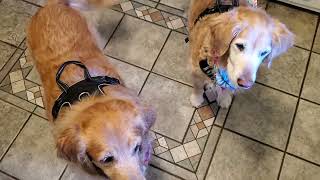 Celebrity Python with Puppies (Lesson 5 - FUNCTIONS) Profile