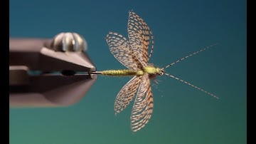 Tying the Fluttering Caddis - with Barry Ord Clarke