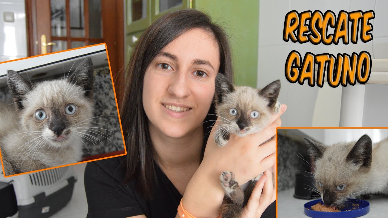 LE SALVO LA VIDA A UN GATITO DE LA CALLE - YouTube