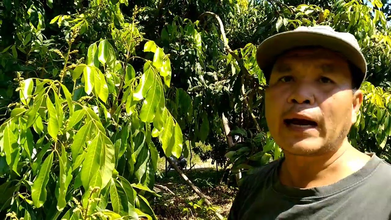 ใบมาก่อน ต่อช่อยังไง